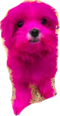 Pink Dog